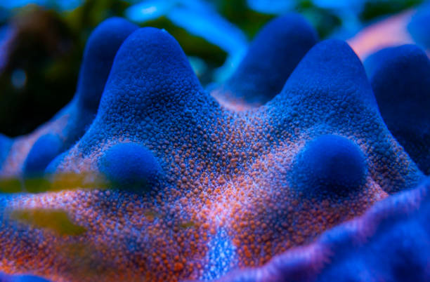 istock Starfish with blue body covers on top in a marine aquarium 1946254607