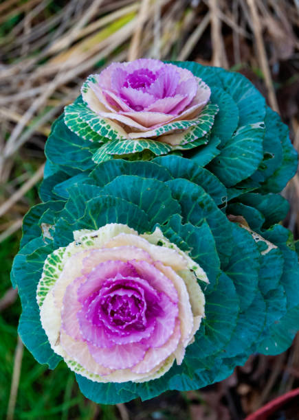 istock Ornamental cabbage, Brassica oleracea acephala in a botanical garden 1946267099