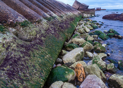 Green and red algae on stones during a strong ebb (water surge) in the Black Sea