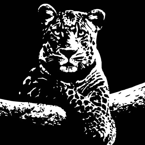 Vector illustration of Attentive leopard in high contrast illustration