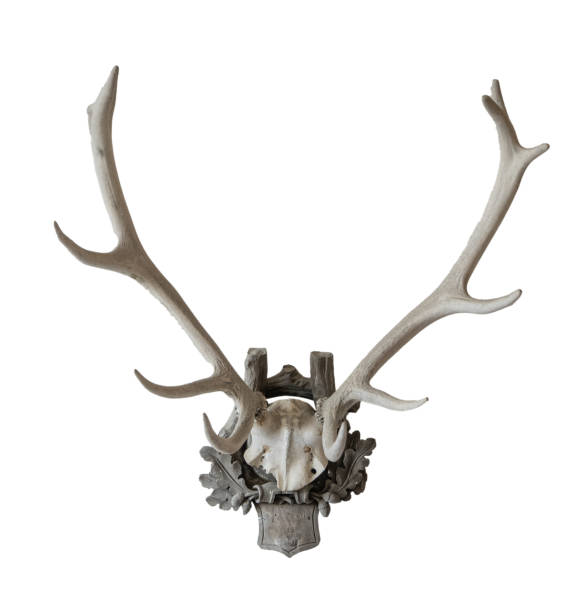 istock The vintage antlers on white, isolated 1946269328