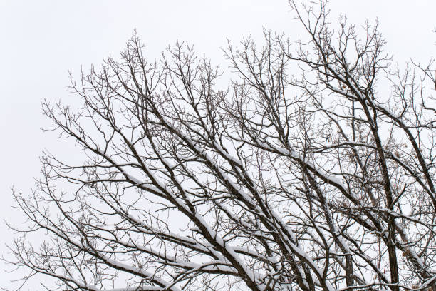 Snow on tree branches against sky in winter.