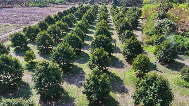 Aerial view of a durian farm in Thailand.