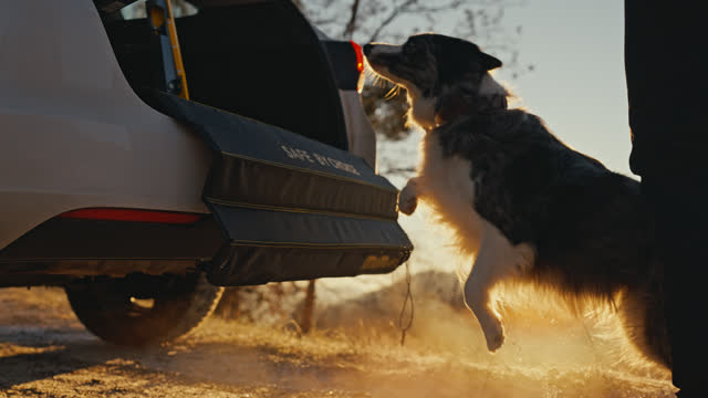 SLO MO Side View of Unknown Woman Watching Border Collie Dog Getting Inside Open Car Trunk Parked on Country Road During Sunset