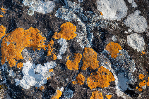colour of natural on the stone surface, Abstract texture on Rock background, colour of natural on the rock surface, Yellow and white colour on stone surface.