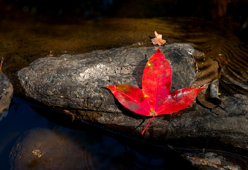 Red maple leaf, Red maple on stone , Autumn season, Autumn season background, Autumn colour background, maple leaf in the Nature.
