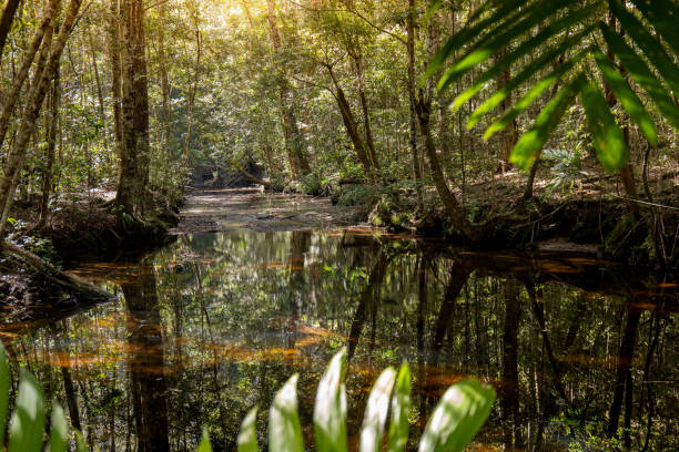 istock National park, forest park, nature study trail. 1946365295