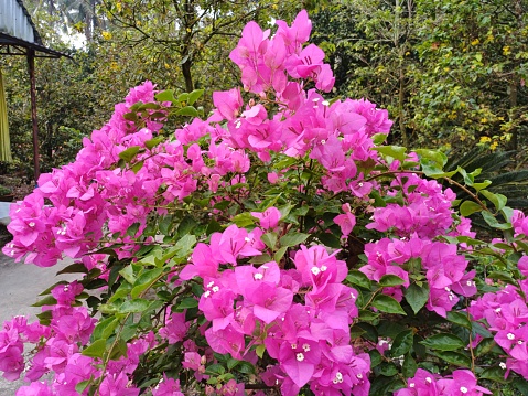 Close up of bougainvillea flowers in garden. Blooming bougainvillea bouquet on tree. Tropical flora
