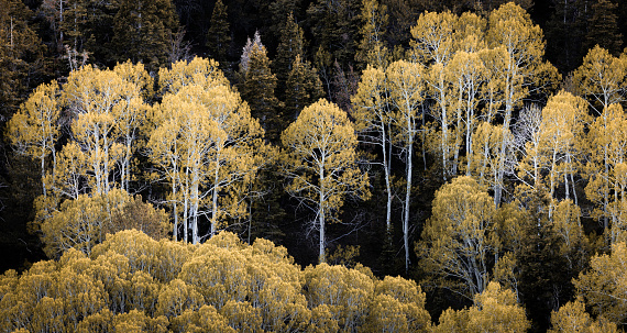 Groupings of birch trees with a golden glow in a a evergreen forest with afternoon sunlight