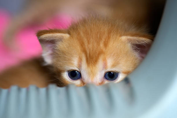 Little kitten looked out of the house with curiosity for the first time of its life.