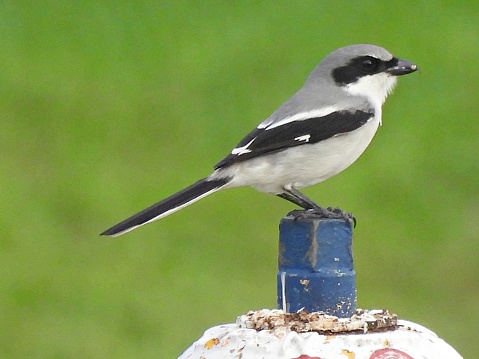 Loggerhead Shrike - profile