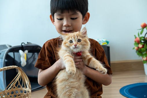 A little Asian boy lovingly holds an orange kitten.