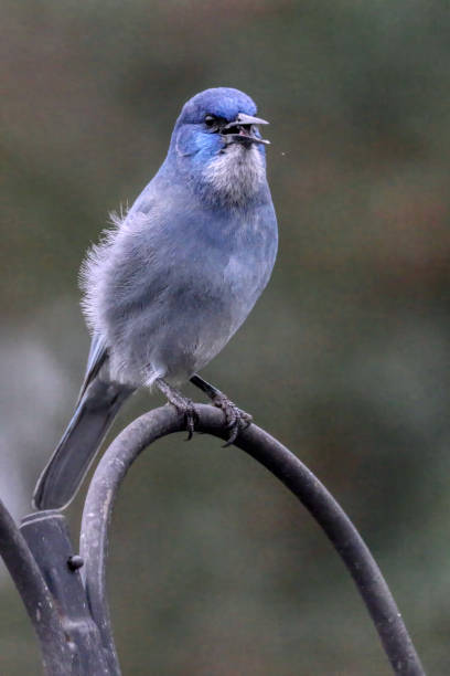 istock pinyon jay, West Vancouver, BC, Canada 1946433062