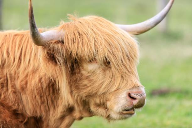 istock Majestic Highland cow grazing peacefully 1946449019