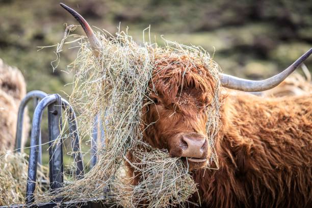 Highland cow in Scotland