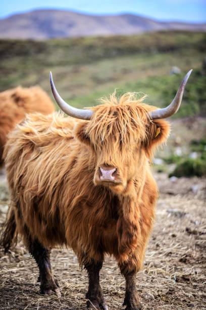 istock Highland Cattle Grazing in the Green Meadows 1946450086