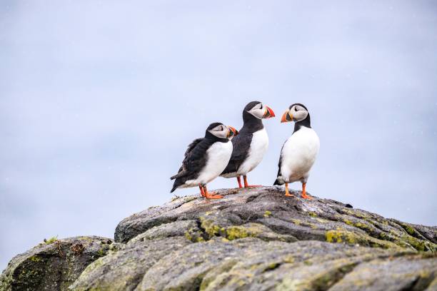 istock Puffins’ Coastal Perch in the Wilderness 1946460909