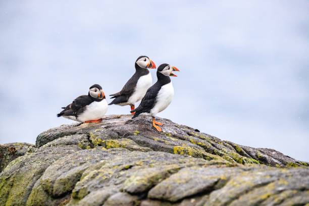 istock Puffins’ Coastal Perch in the Wilderness 1946460911