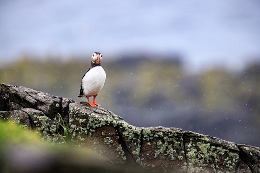 The puffins have distinct black and white plumage with colorful beaks.