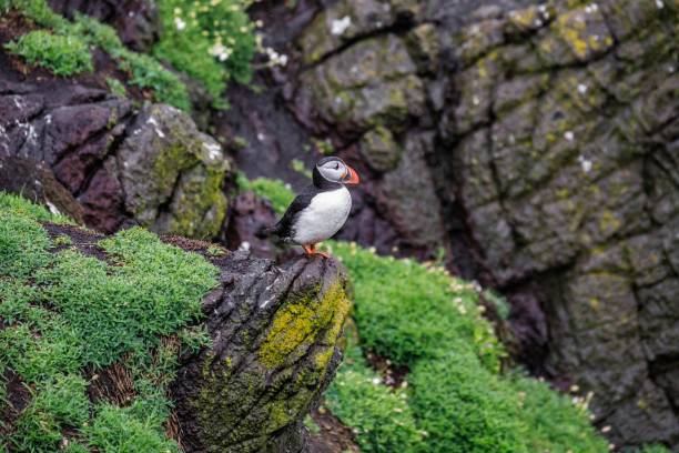 A Lone Puffin Perched on Rocky Terrain Amidst Greenery
