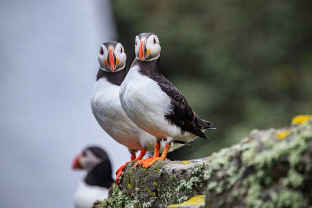 istock Puffins Perched Peacefully on Rocky Cliff Edge 1946461939