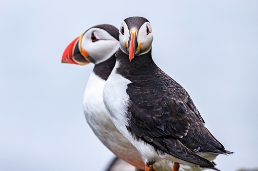 The photograph captures the puffins’ serene and peaceful setting, while the background is blurred but suggests a natural outdoor setting.