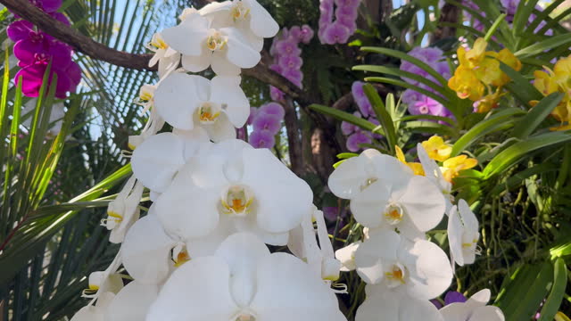 Dendrobium orchid flower in the botanical garden