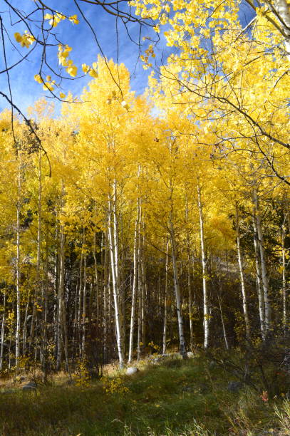 istock Turning Aspen Trees Three Mile Creek Trail 1946536418