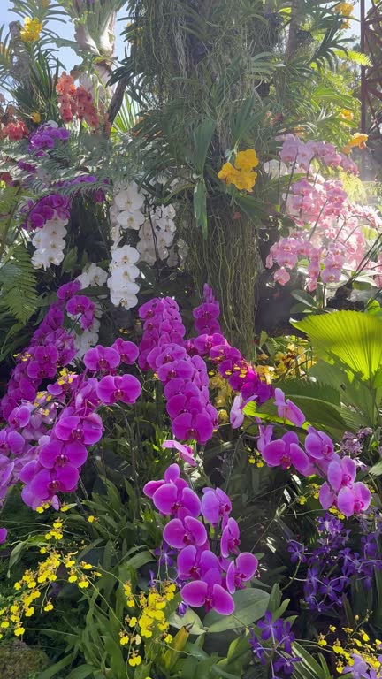 Dendrobium orchid flower in the botanical garden