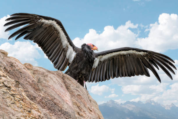 California condor bird (Gymnogyps californianus) on a rock with wings spread against blue sky California condor bird on a rock with wings spread against blue sky vulture america stock pictures, royalty-free photos & images