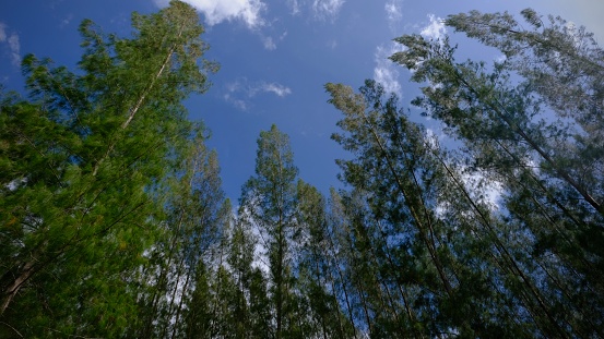 Low angle view of tall pines against blue sky with white clouds