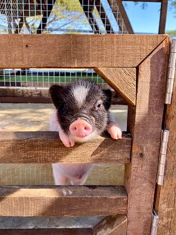 Small Cub of a Black Belted Pig