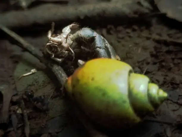 Photo of a hermit crab died