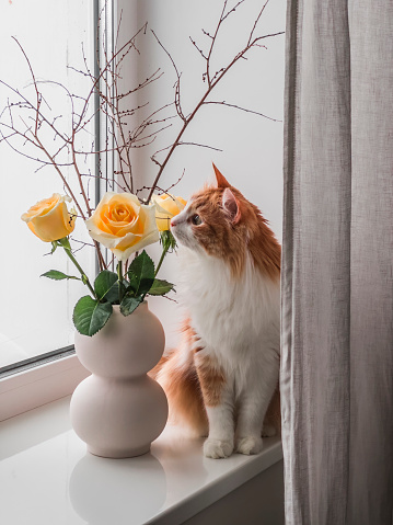 A beautiful red cat and a bouquet of yellow roses and dry branches on the windowsill