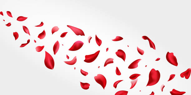 Red rose flying petals, Realistic rose flower petals flow or falling motion. Pink petals of rose flower isolated on white. Love. romance. Ad. Red rose flying petals, Realistic rose flower petals flow or falling motion. Pink petals of rose flower isolated on white. Love. romance. Ad. rose petal stock illustrations