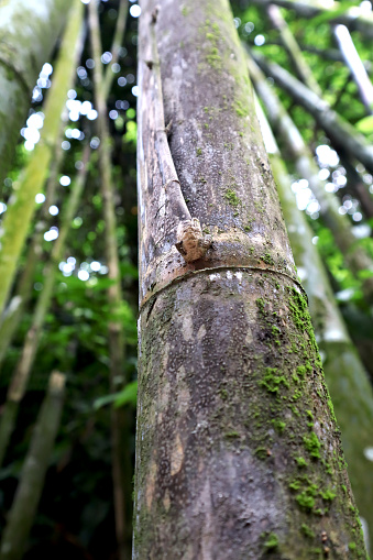 Photo closeup of a bamboo stem taken from below with a blurred background
