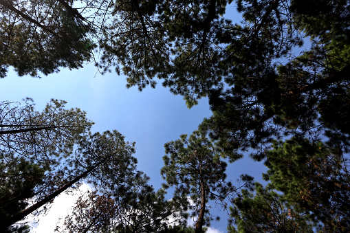 photo of a group of pine trees taken from below with a blue sky