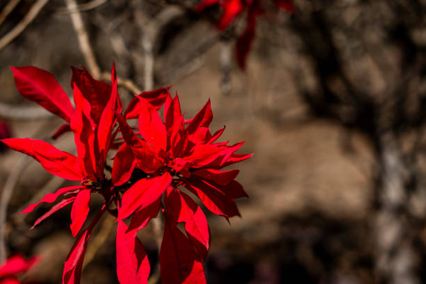 Close up of one blooming red poinsettia flower, christmas star in Madagascar growing in wild.