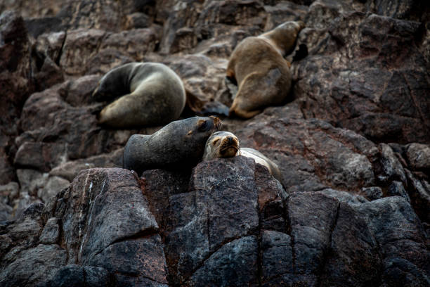 istock 2023 8 13 Peru sea lions 10 1946657553