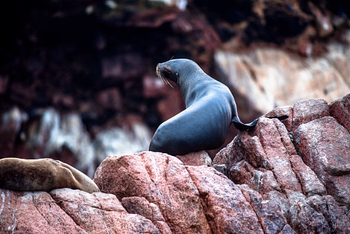 sea lions on the ocean reefs of the Ballestas Islands from Paracas in Peru