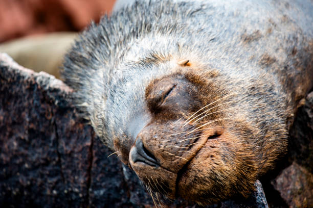 istock 2023 8 13 Peru sea lions 17 1946658633