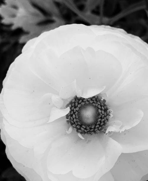 B&W flower