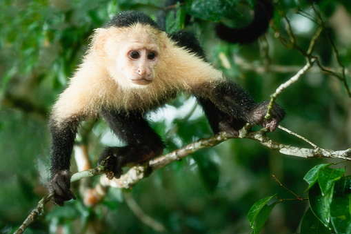 White faced Capuchin monkey (Cebus capucinus) perched on a branch in a light rain, Monkey Island, Gatun Lake, Panama, Central America
