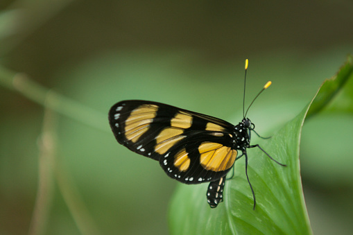 Yellow and black tropical butterfly (Papilionidae sp) on a leaf, Panama, Central America