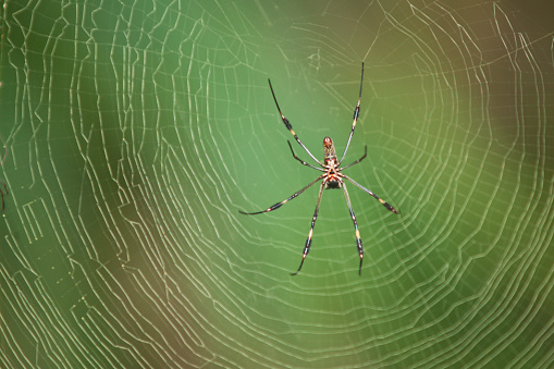 Banana spider (phoneutria) in a web. Also known as the Wandering spider, this large, aggressive spider, with a body length of about 1.3 inches (3 cm) lives in the rain forest of Central and South America, and is toxic to humans. Cloud forest near La Pintada, Cochle province, Panama, Central America