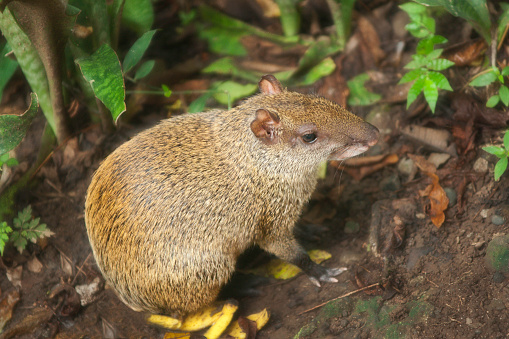 Paca (Agouti paca) a solitary, nocturnal rabbit-sized rodent which lives in the rainforests of Central and South America, forages for food in central  Panama, Central America