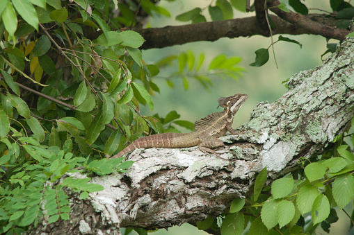 A male Common Basilisk (Basiliscus basiliscus), commonly known as the Jesus Christ lizard because it can walk on water, perched in a tree near a river in central Panama, Central America