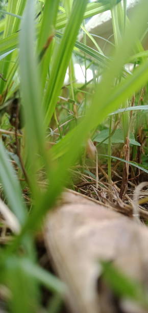 istock View of blurred grass in the forest 1946718473