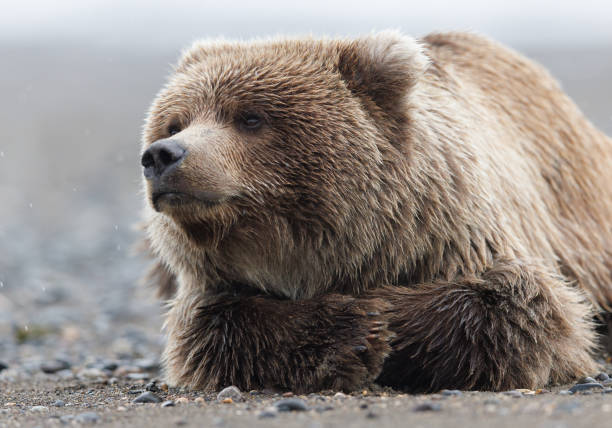 istock A young brown bear laying on a beach lifting its head 1946726233