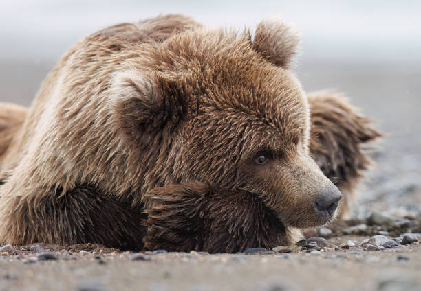 istock A brown bear cub resting on the beach 1946726777